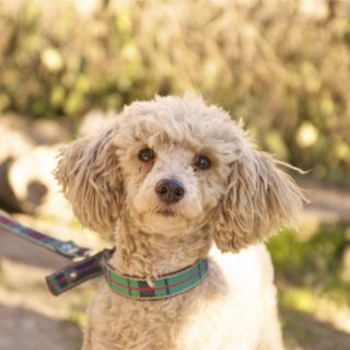 Quanto deve pesare un barboncino toy di 3 mesi? Un'indagine sullo sviluppo del tuo cucciolo