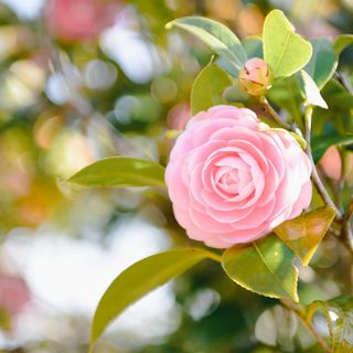 Camelie Locarno, torna la rassegna ticinese dal 19 al 23 marzo