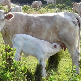 Al via in Ticino la terza edizione del concorso fotografico “Obiettivo Agricoltura”