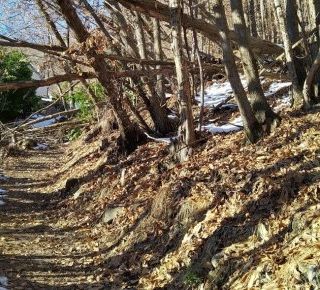 Il progetto integrale nel bosco di protezione del Comune di Orselina: investimento da 2.360.000 franchi