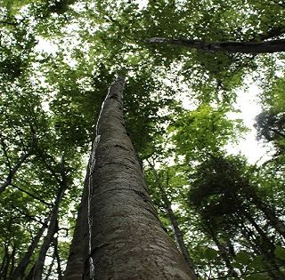 Le faggete valmaggesi sono Patrimonio mondiale dell’Unesco