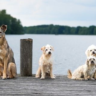 Lugano: ecco le spiagge dove andare al lago con il prorio cane