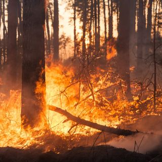 Incendio boschivo sotto la zona Prato Grande, nel Luganese