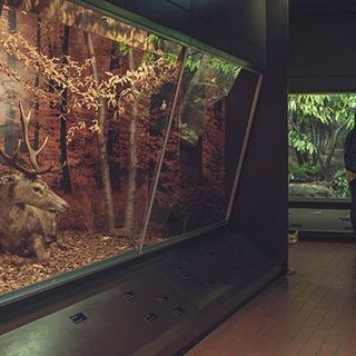 Carrellata sui musei di Lugano: parliamo di quello cantonale di storia naturale