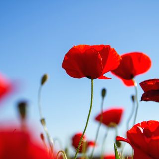 Bellinzona, concorso fotografico “Camorino in fiore 2021&quot;: un'iniziativa bella e curiosa