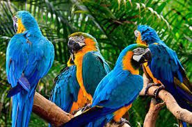 Sanzioni più severe per il commercio illegale di specie di fauna e flora protette