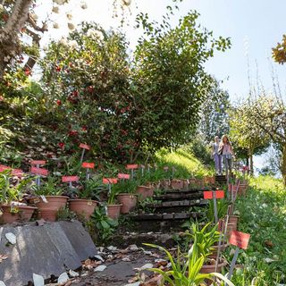 Luoghi del Ticino da non perdere: il Parco botanico del Gambarogno