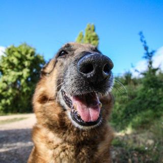 Petsfestival 2021: una fiera dedicata ai cani e alle loro attitudini