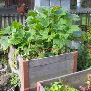 Piazza del Ponte di Mendrisio diventa “Un giardino in città”