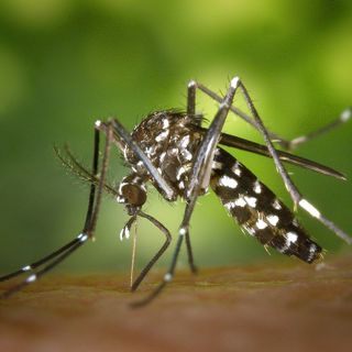 Quali sono i vantaggi delle zanzariere plissettate