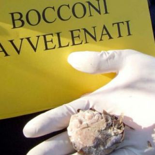 Lugano, in 151 chiedono aiuto alla Città per il reiterarsi dei casi di bocconi avvelenati per cani
