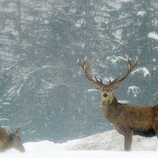 Animali selvatici in inverno: disturbarli e foraggiarli è pericoloso