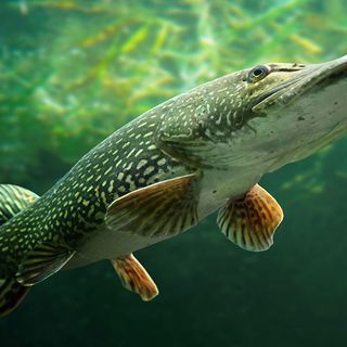 Le curiosità della stagione 2019 di pesca in Ticino
