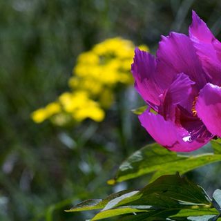 Alla scoperta della splendida fioritura estiva della flora del Monte Generoso