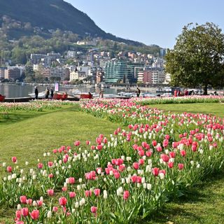 Aderendo a &quot;1 Tulipano per la Vita&quot;, Lugano rende omaggio alle donne vittime di tumore al seno