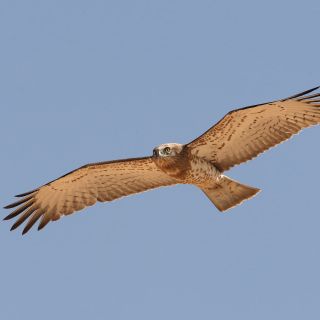 Uccelli rapaci in Val Grande: i signori del cielo
