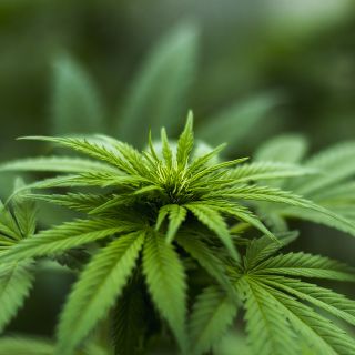 Cannabis in Svizzera, quando il consumo è legale