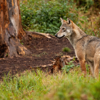 Svizzera, scontro animalisti - agricoltori sulla riforma della caccia