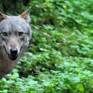 In Svizzera sperimentato un collarino anti-lupo