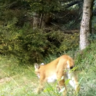 La lince fotograta in Valle Isorno