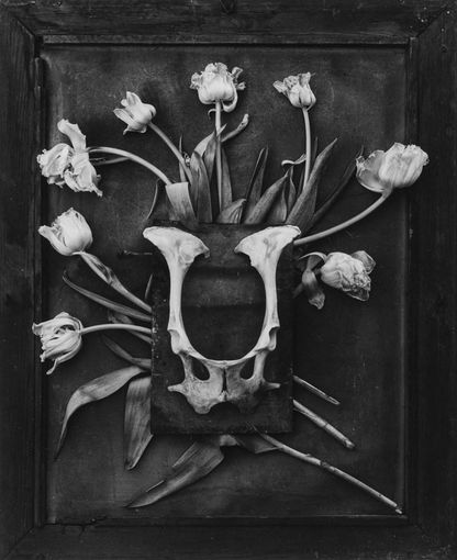 Sabato 29 giugno a Chieri inaugurazione della mostra fotografica “HISTOIRES de FLEURS” Sabato 29 giugno a Chieri inaugurazione della mostra fotografica “HISTOIRES de FLEURS”