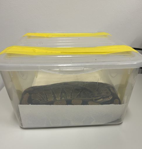 Fermati alla dogana con un pitone reale in auto senza autorizzazione Fermati alla dogana con un pitone reale in auto senza autorizzazione