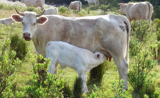Al via in Ticino la terza edizione del concorso fotografico “Obiettivo Agricoltura” Al via in Ticino la terza edizione del concorso fotografico “Obiettivo Agricoltura”
