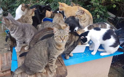 Bellinzona, scatta la caccia alla colonia di gatti randagi di via Cimalloco e Mondbò Bellinzona, scatta la caccia alla colonia di gatti randagi di via Cimalloco e Mondbò