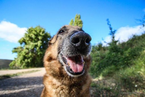 Petsfestival 2021: una fiera dedicata ai cani e alle loro attitudini Petsfestival 2021: una fiera dedicata ai cani e alle loro attitudini