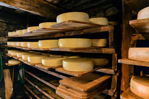 Al via la nona edizione della rassegna agroalimentare “Caseifici aperti” Al via la nona edizione della rassegna agroalimentare “Caseifici aperti”