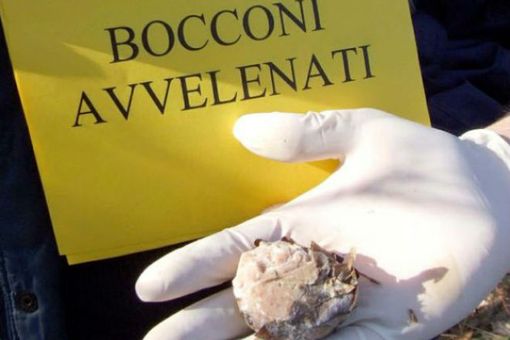 Lugano, in 151 chiedono aiuto alla Città per il reiterarsi dei casi di bocconi avvelenati per cani