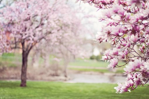 Primavera: ecco i 5 luoghi da visitare in Ticino