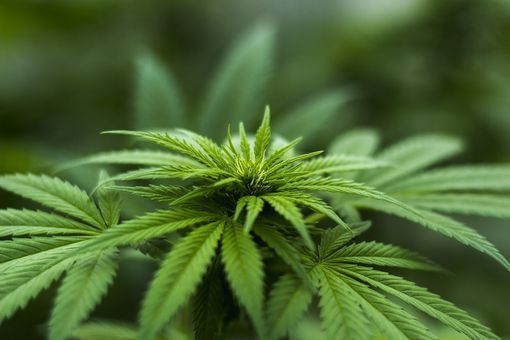 Cannabis in Svizzera, quando il consumo è legale Cannabis in Svizzera, quando il consumo è legale