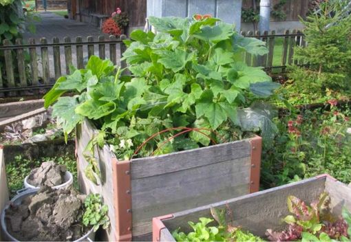 Piazza del Ponte di Mendrisio diventa “Un giardino in città” Piazza del Ponte di Mendrisio diventa “Un giardino in città”