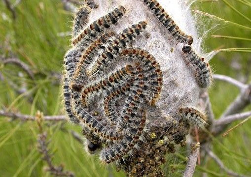In Ticino Dipartimento del territorio ed Ufficio del medico cantonale osservano i nidi di processionaria del pino