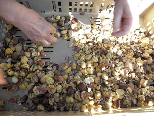 A Moghegno si tramanda la tradizione del carico della grà A Moghegno si tramanda la tradizione del carico della grà