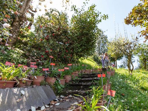 Luoghi del Ticino da non perdere: il Parco botanico del Gambarogno
