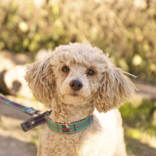 Quanto deve pesare un barboncino toy di 3 mesi? Un'indagine sullo sviluppo del tuo cucciolo