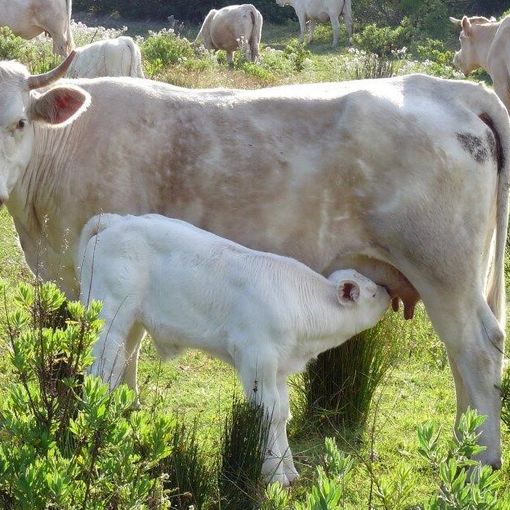 Al via in Ticino la terza edizione del concorso fotografico “Obiettivo Agricoltura”