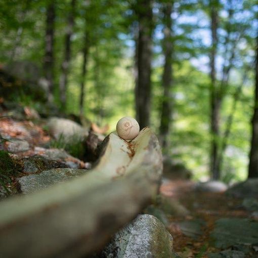 Sapevate che in Ticino esiste il “BoBosco”?
