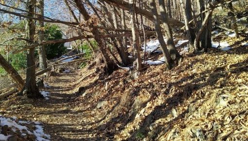 Il progetto integrale nel bosco di protezione del Comune di Orselina: investimento da 2.360.000 franchi