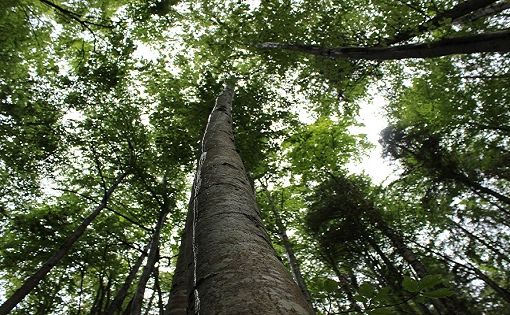 Le faggete valmaggesi sono Patrimonio mondiale dell’Unesco