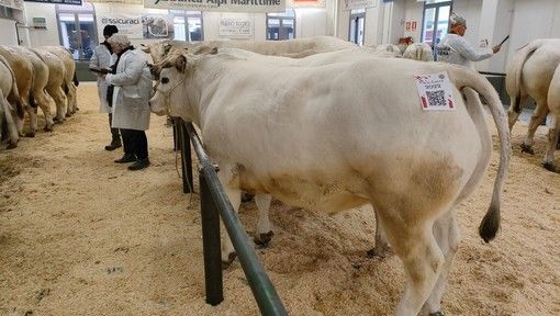 Conto alla rovescia per la 113^ Fiera Nazionale del Bue Grasso di Carrù (Video)