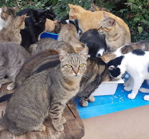 Bellinzona, scatta la caccia alla colonia di gatti randagi di via Cimalloco e Mondbò