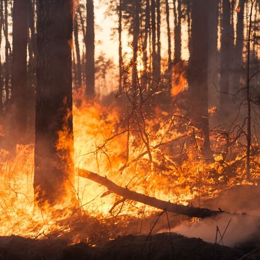 Incendio boschivo sotto la zona Prato Grande, nel Luganese