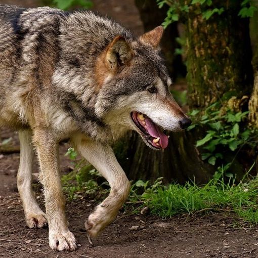 L’ Ufficio federale dell’ambiente dice “no” all’abbattimento di due giovani lupi del branco di Stagias