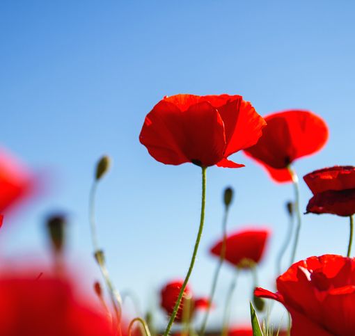 Bellinzona, concorso fotografico “Camorino in fiore 2021&quot;: un'iniziativa bella e curiosa