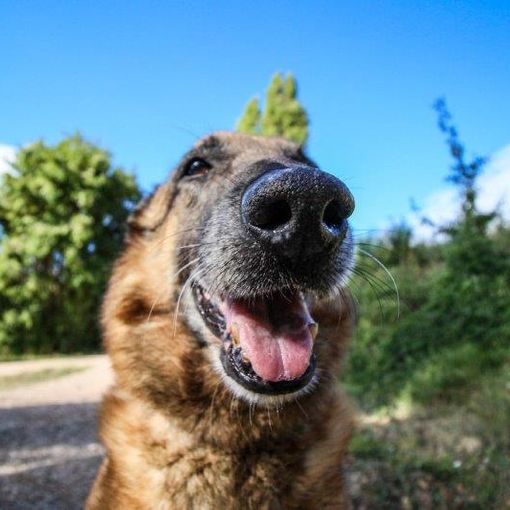 Petsfestival 2021: una fiera dedicata ai cani e alle loro attitudini