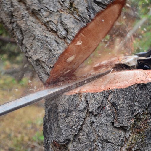 Lugano, resi noti gli interventi selvicolturali invernali per la protezione del bosco
