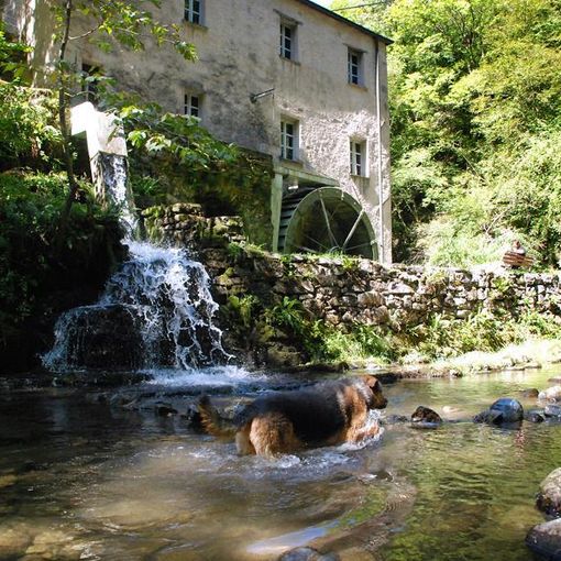 Sabato si celebra la Giornata Svizzera dei Mulini 2022